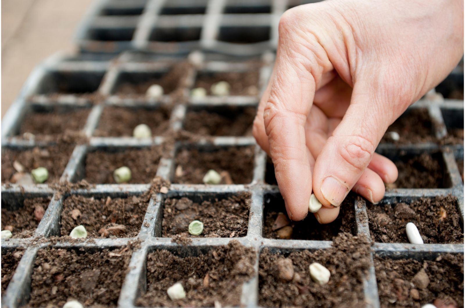 sowing seeds