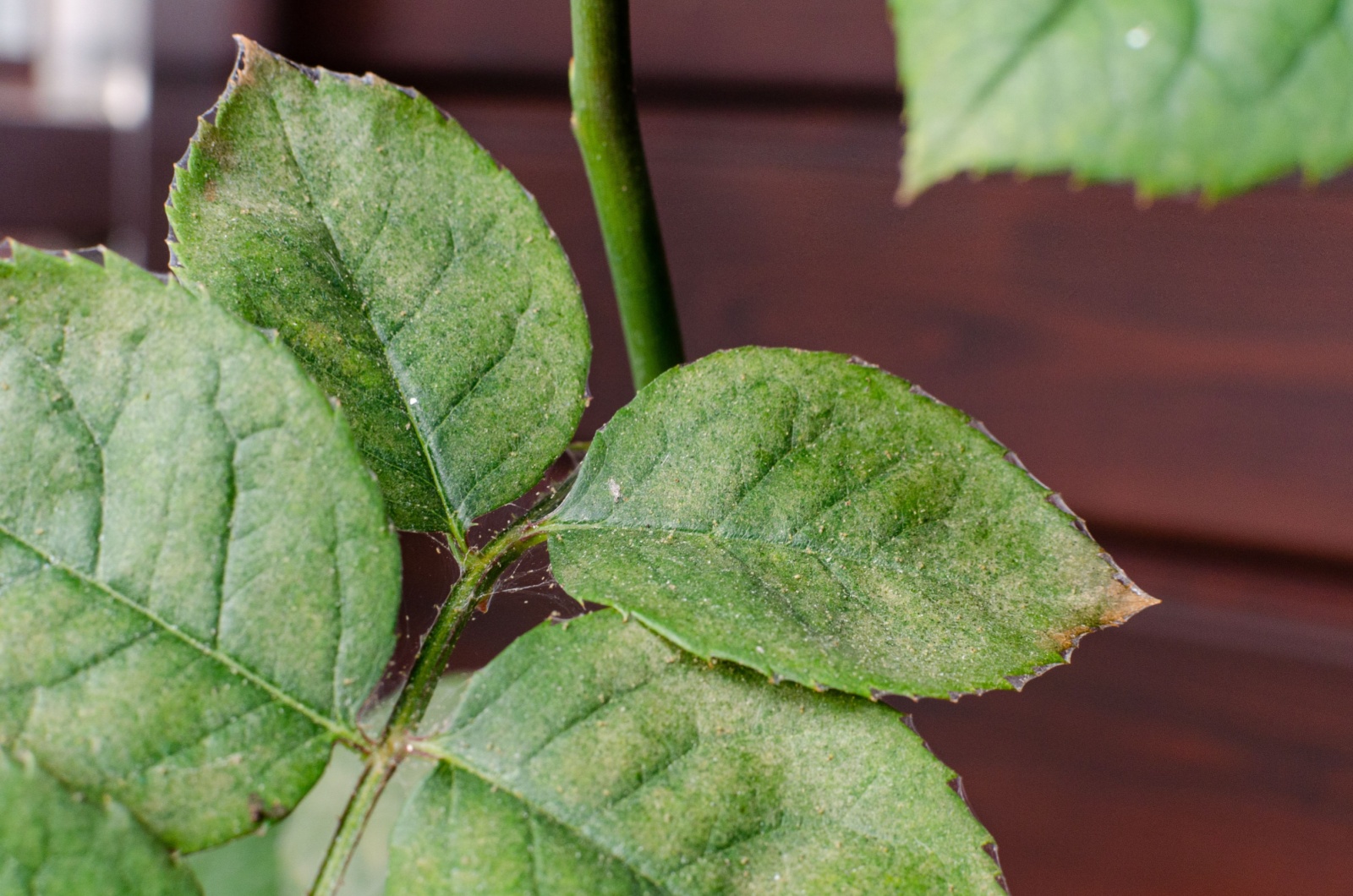 spider mites infestation