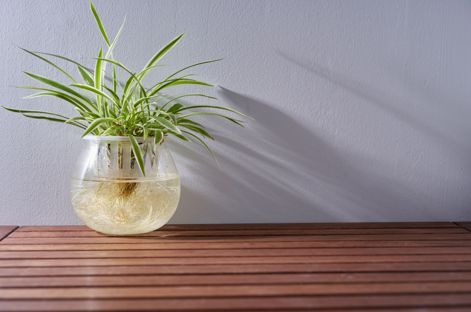spider plant in water pot