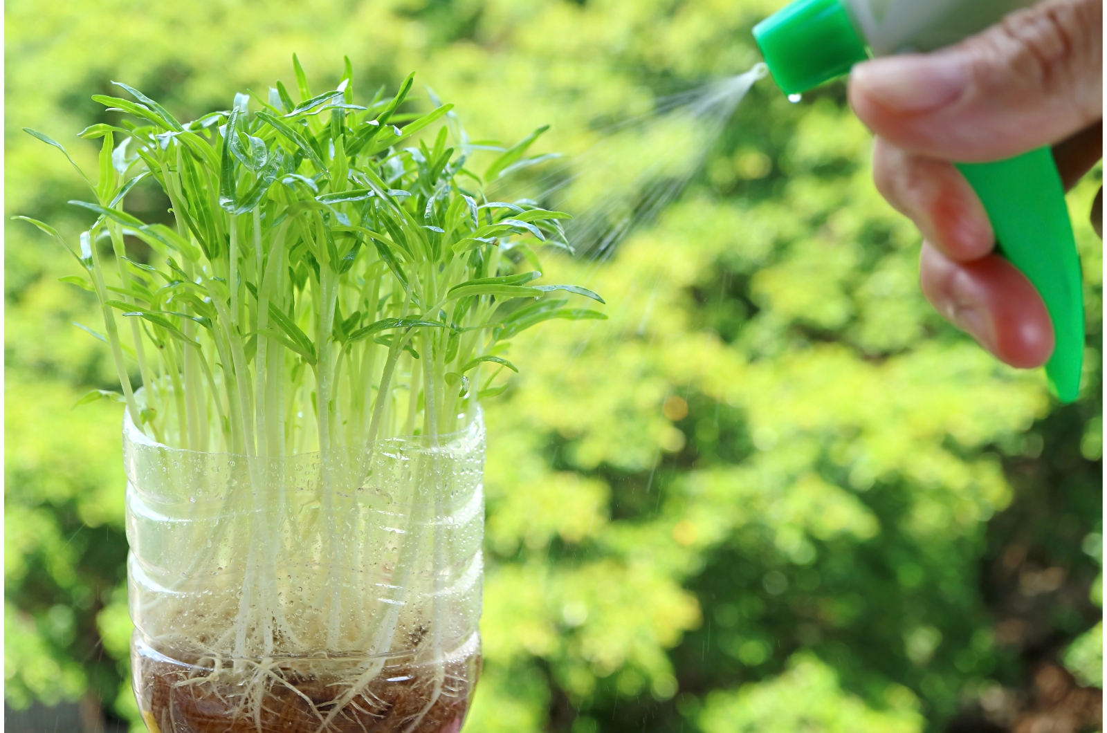 spraying water spinach sprouts