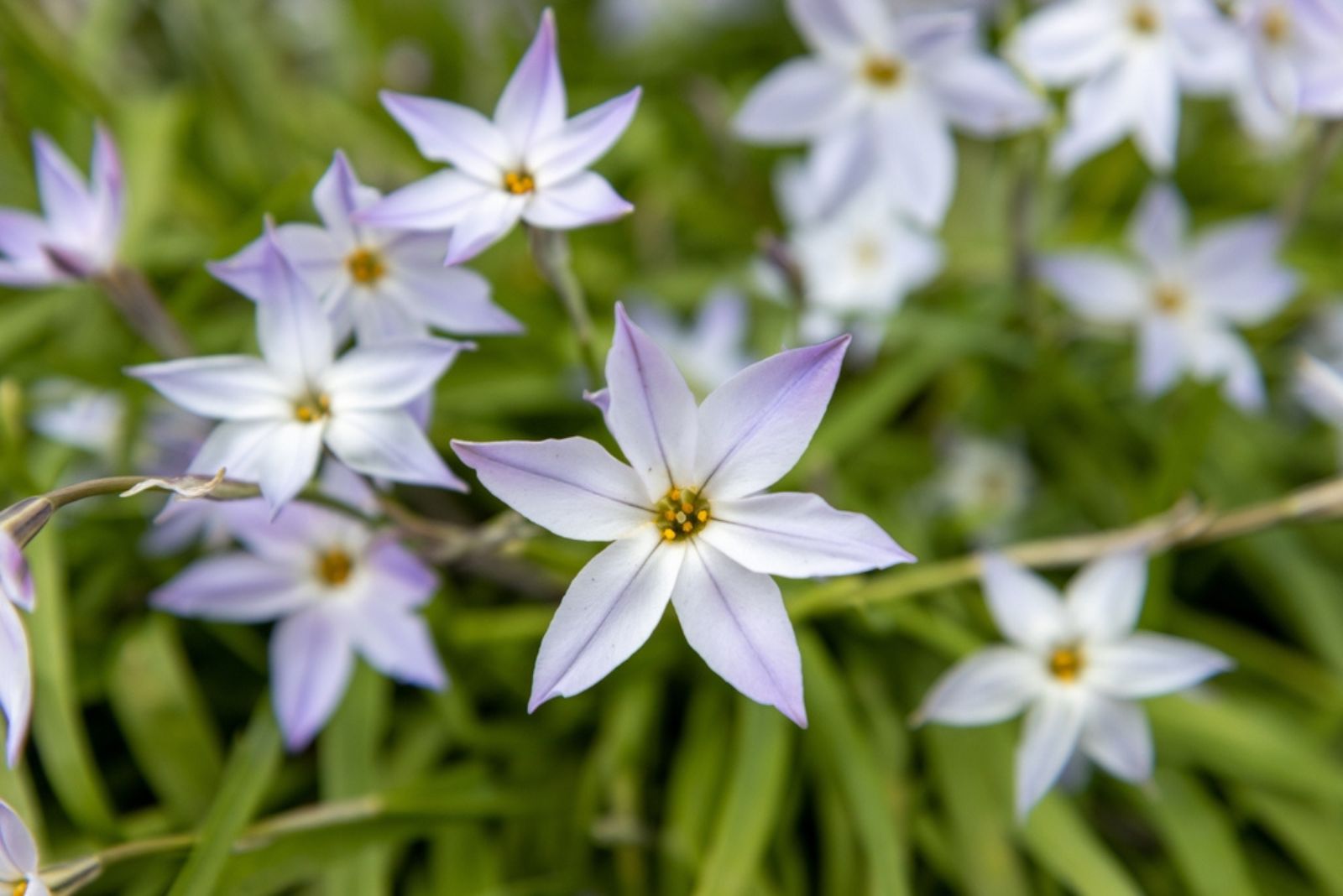 spring startflowers