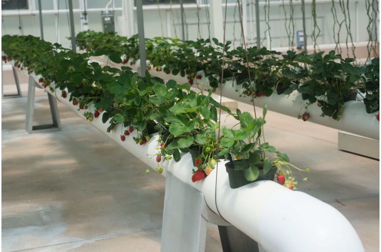 strawberries growing in hydroponic