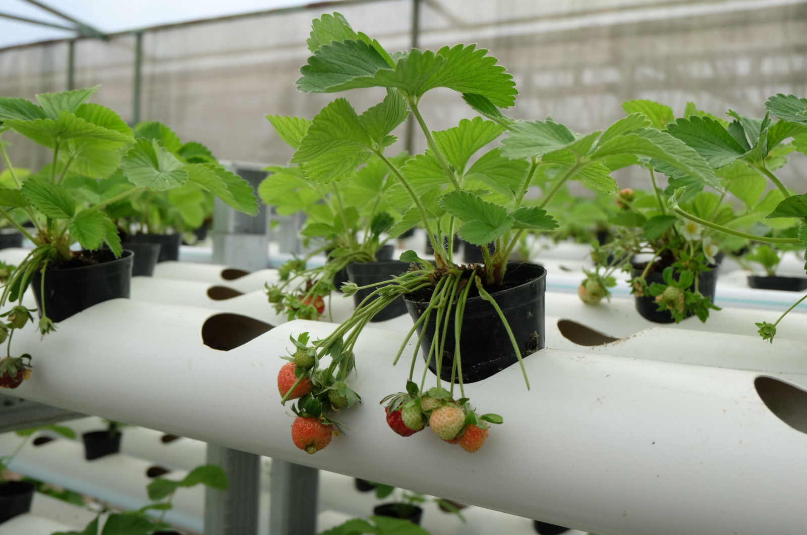 strawberries in hydroponic garden