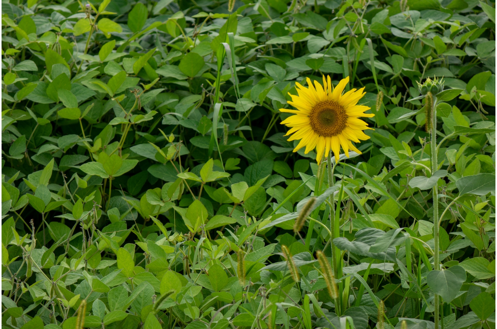 sunflower in a garden