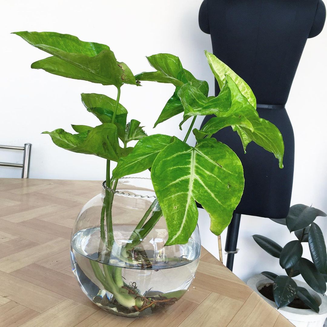 syngonium plant in water glass vase