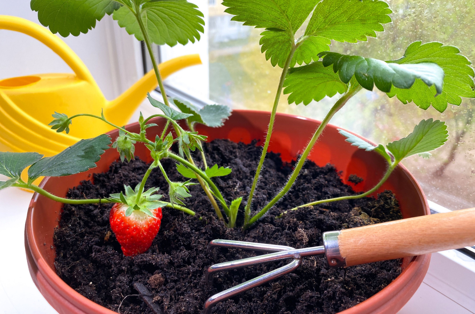 taking care of strawberry seedling
