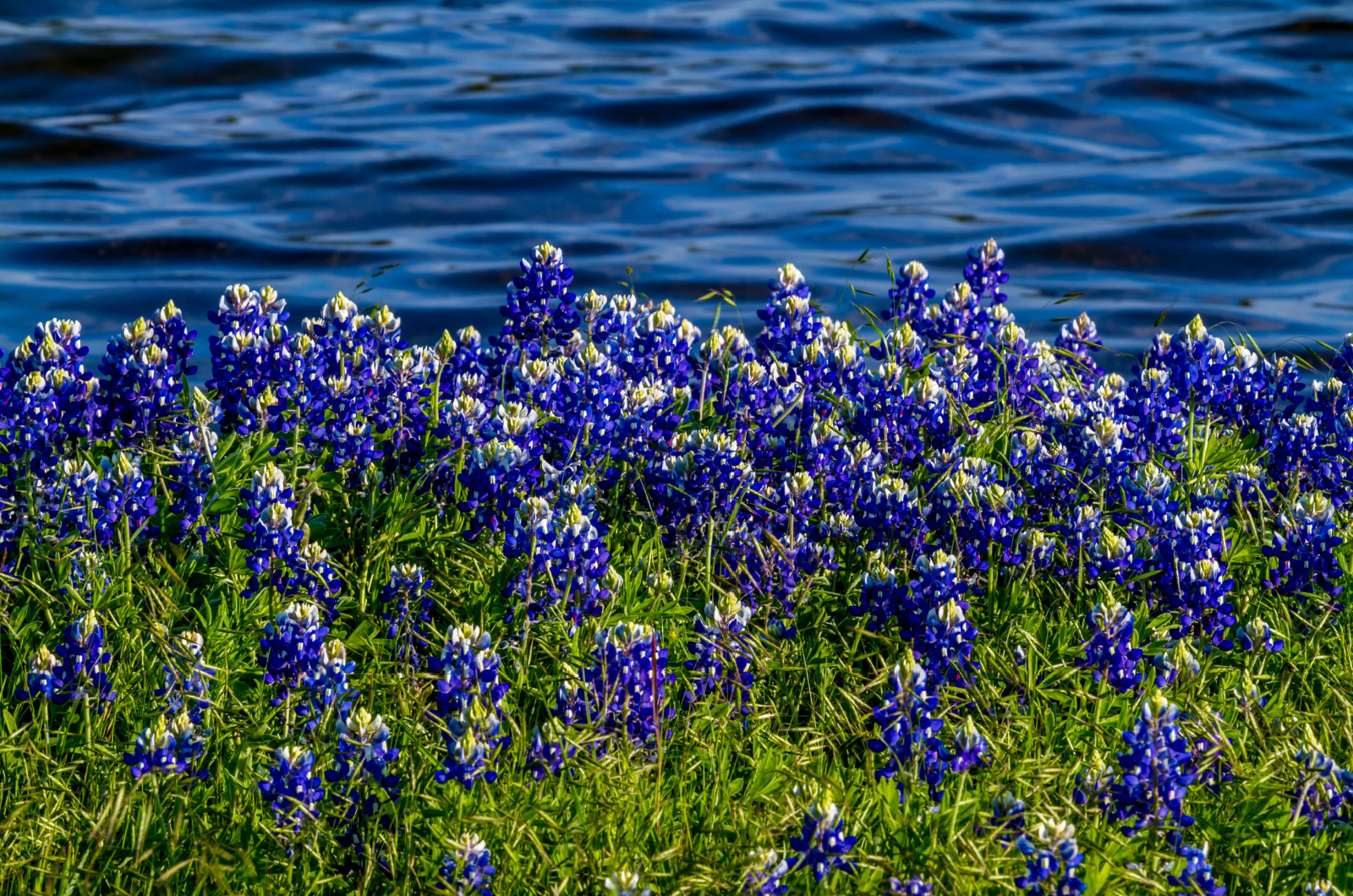 texas bluebonnet flower near water