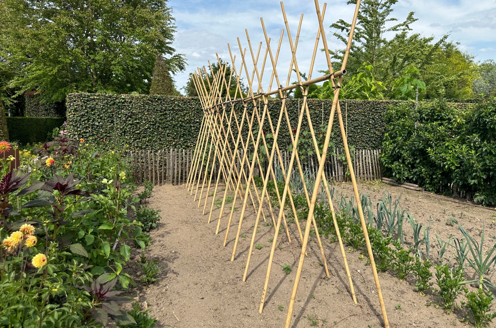 trellis in garden