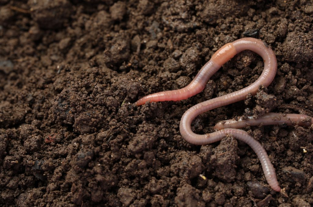 Why Are Earthworms So Good For Our Soil?