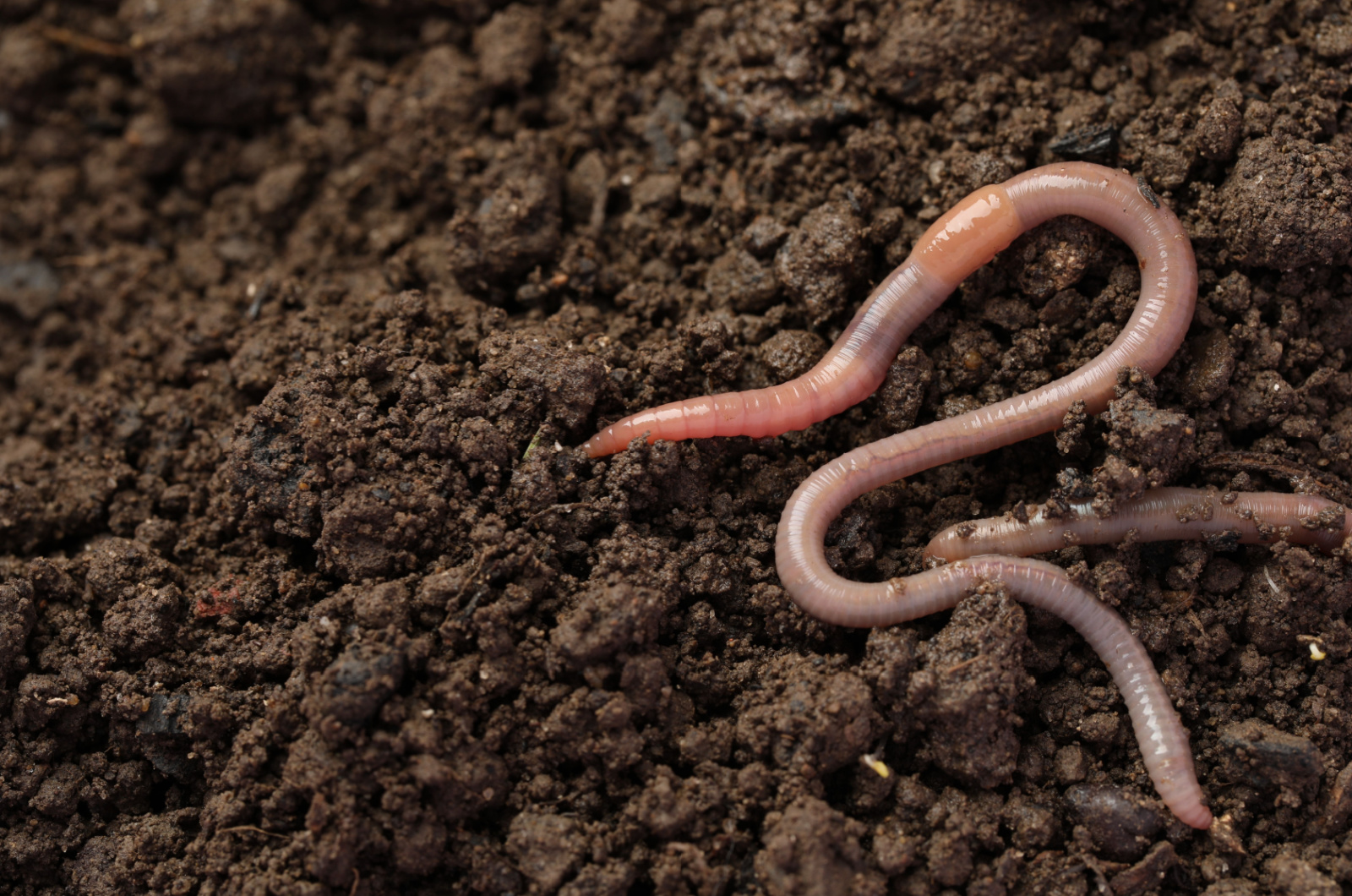 two earthworms on ground