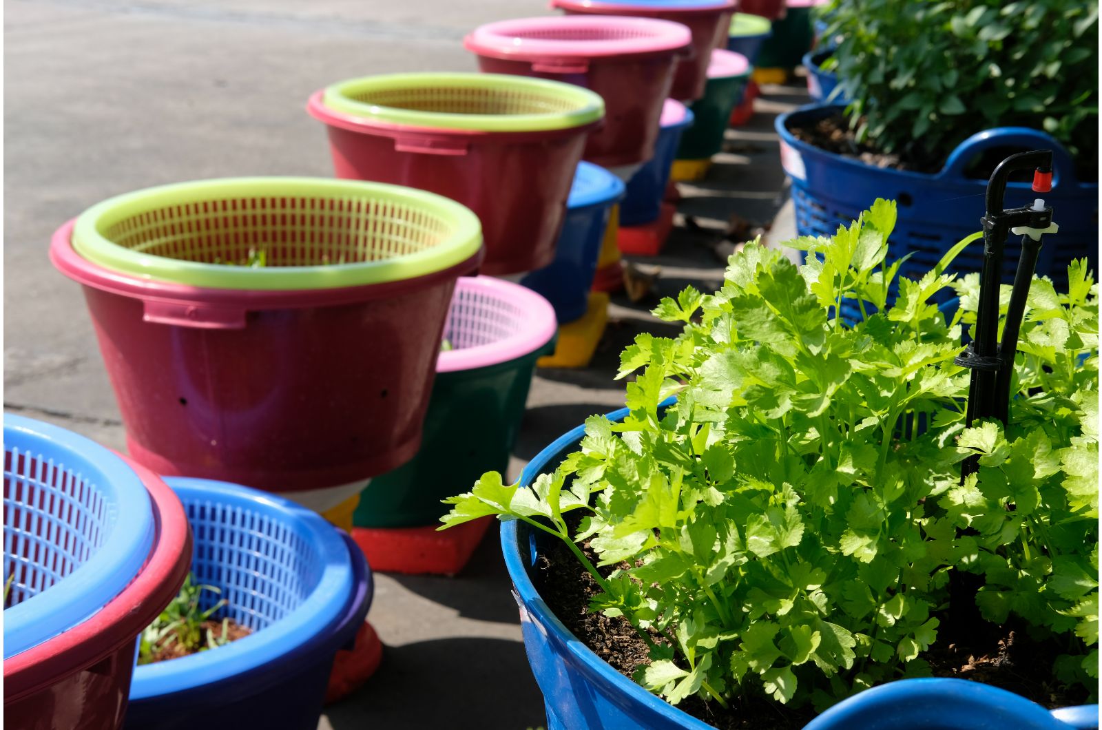 vegetable growing in baskets