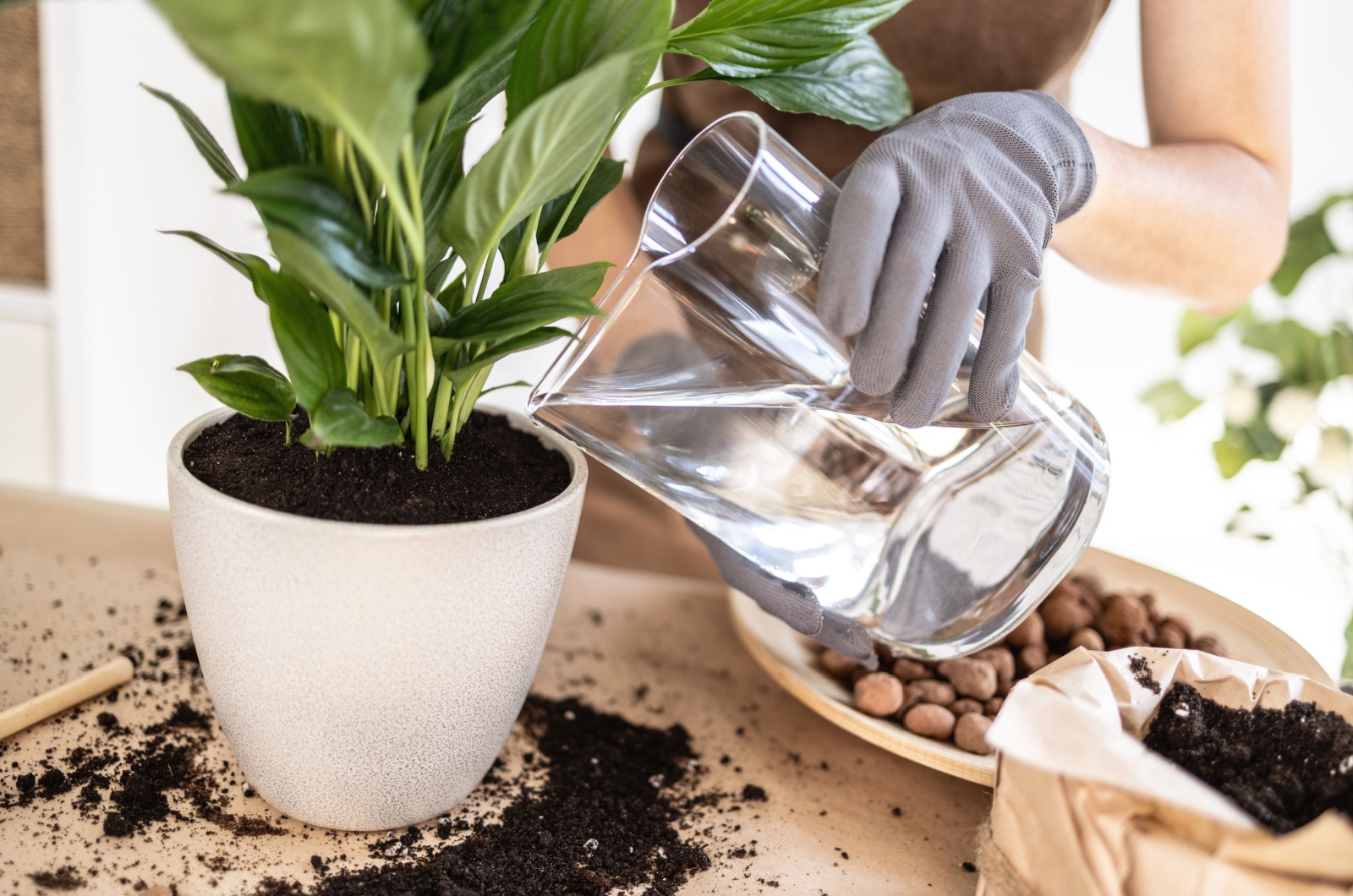 watering peace lily