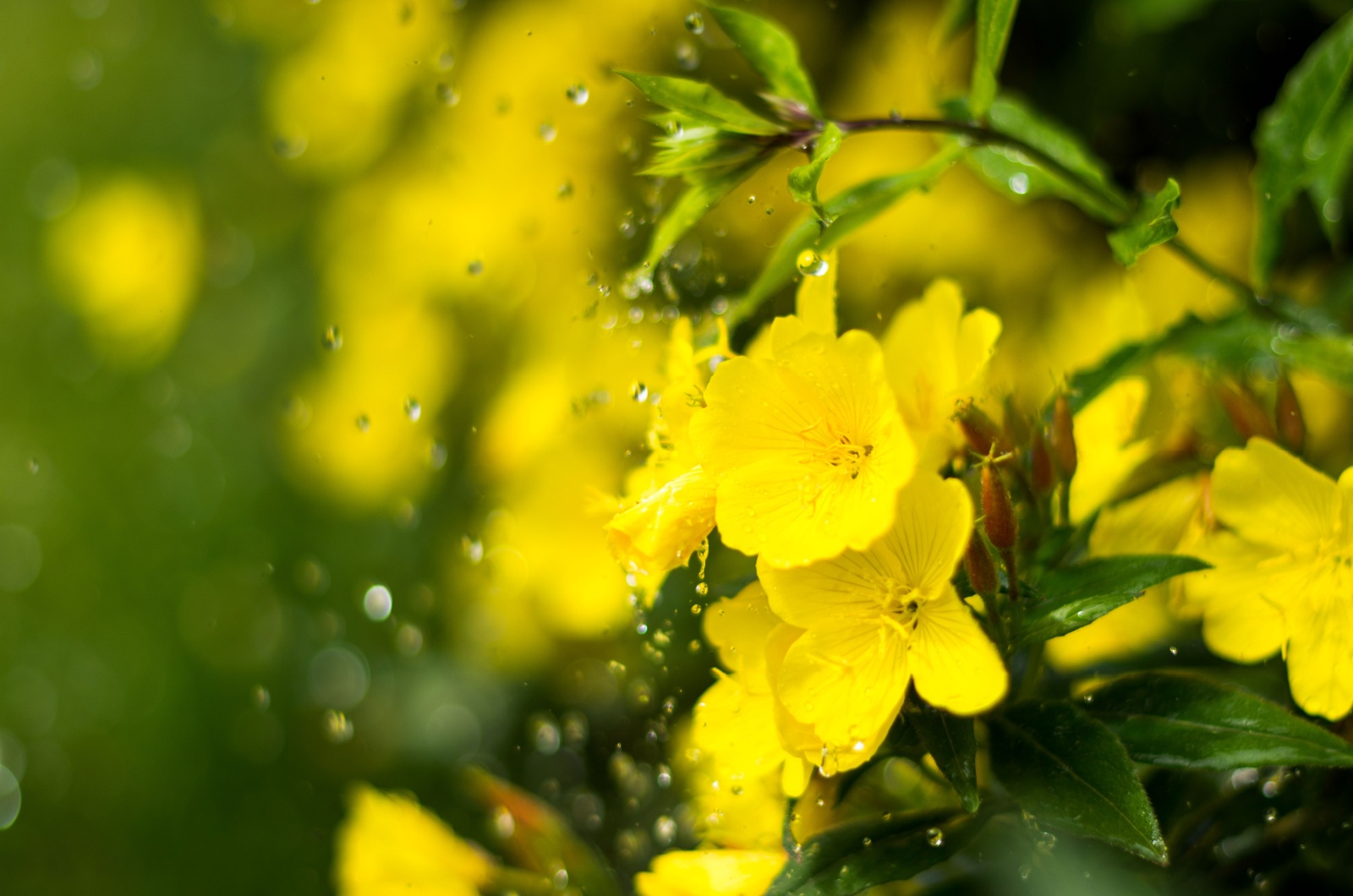 watering primrose flowers