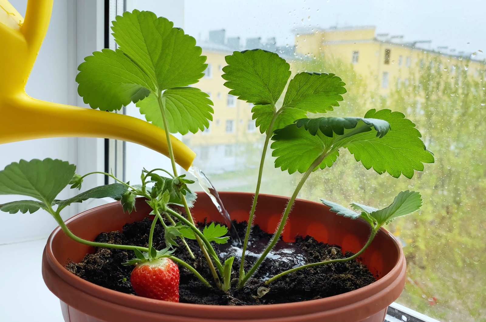 watering strawberry seedlings on window sill
