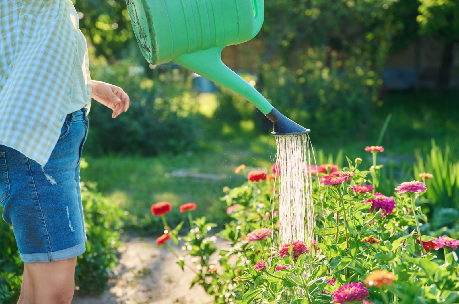 watering zinnia flower