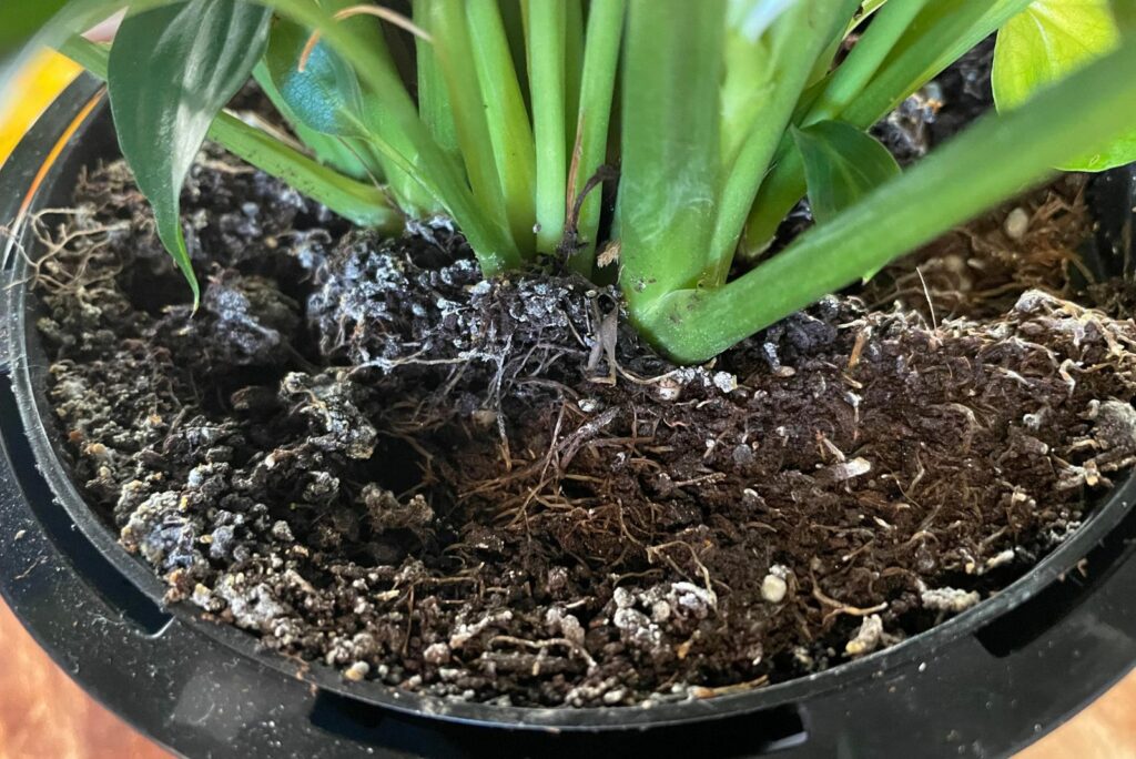 white spots on the ground peace lily