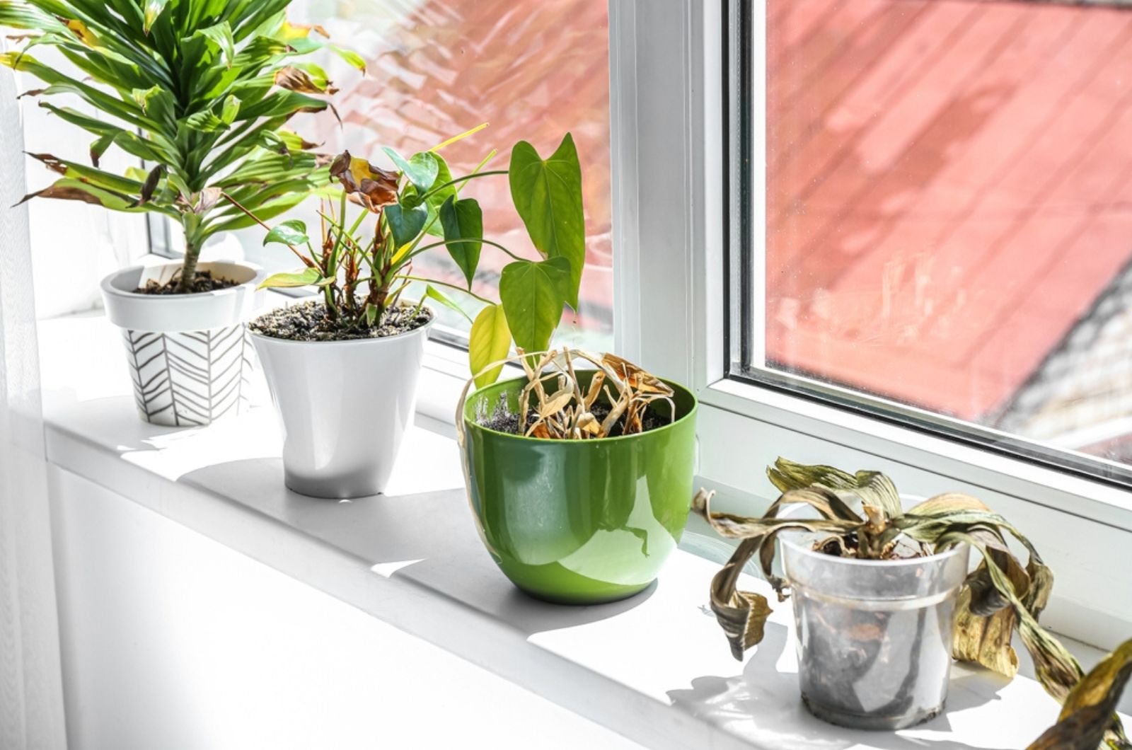 wilted plants on the window shelf
