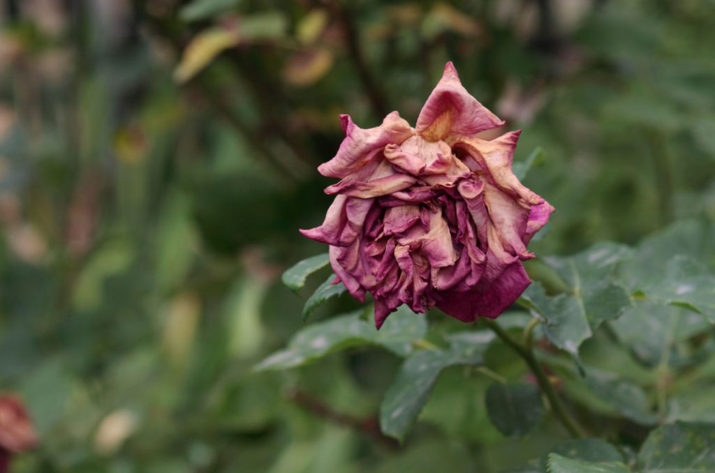 Over Watering Roses 8 Reasons Why Your Rose Leaves Are Turning Yellow And How To Fix It