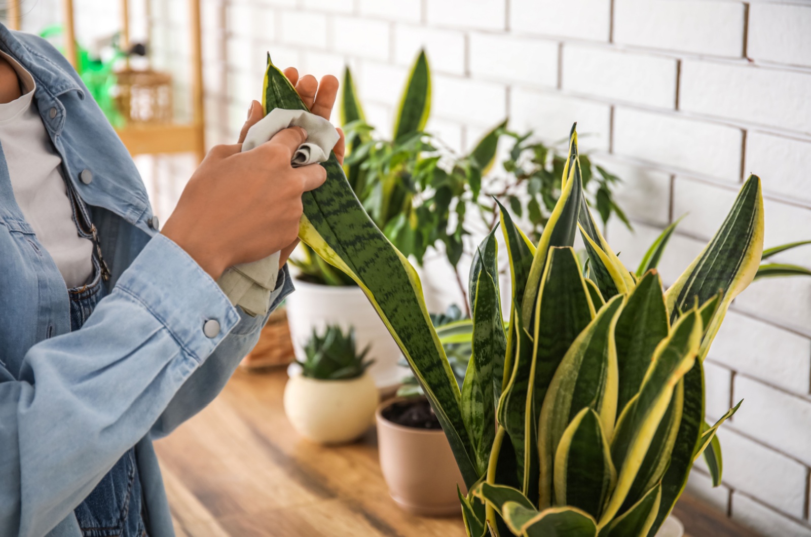 wiping snake plant leaves