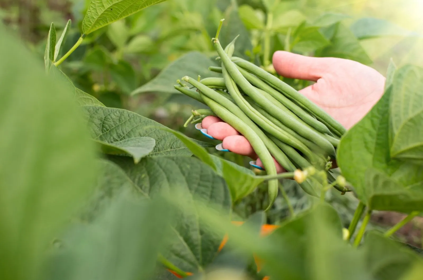 8 Steps For Growing Beans In Your Home Garden