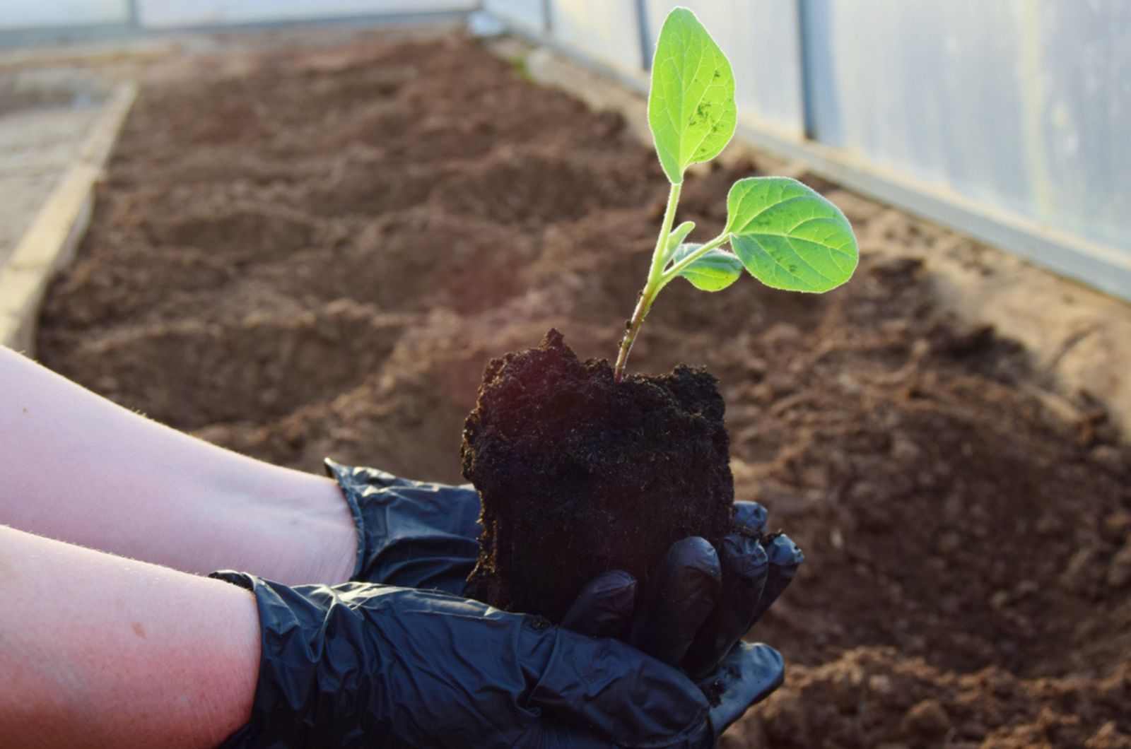 woman in black gloves transplants eggplant seedlings