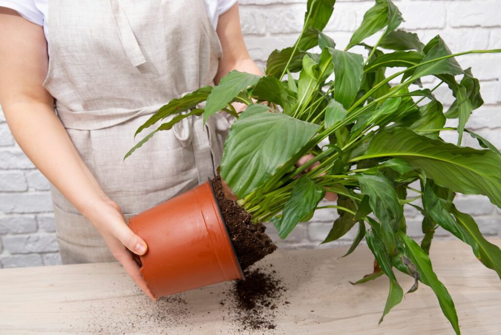 woman transplanting peace lily