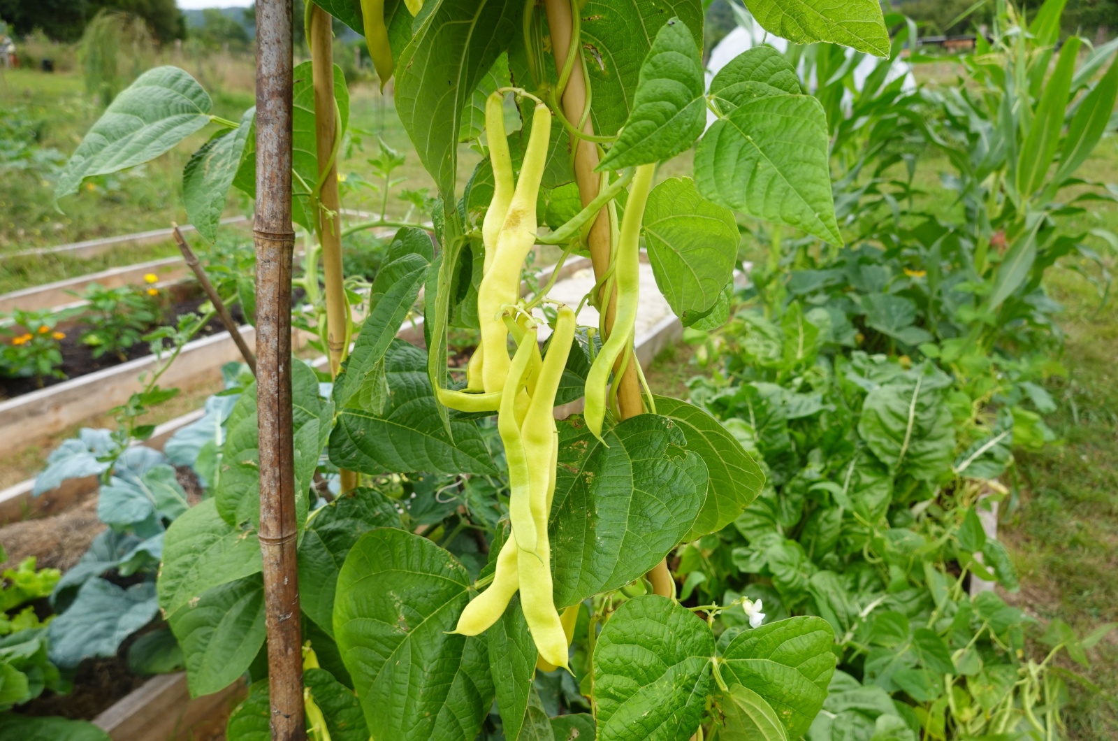 yellow beans