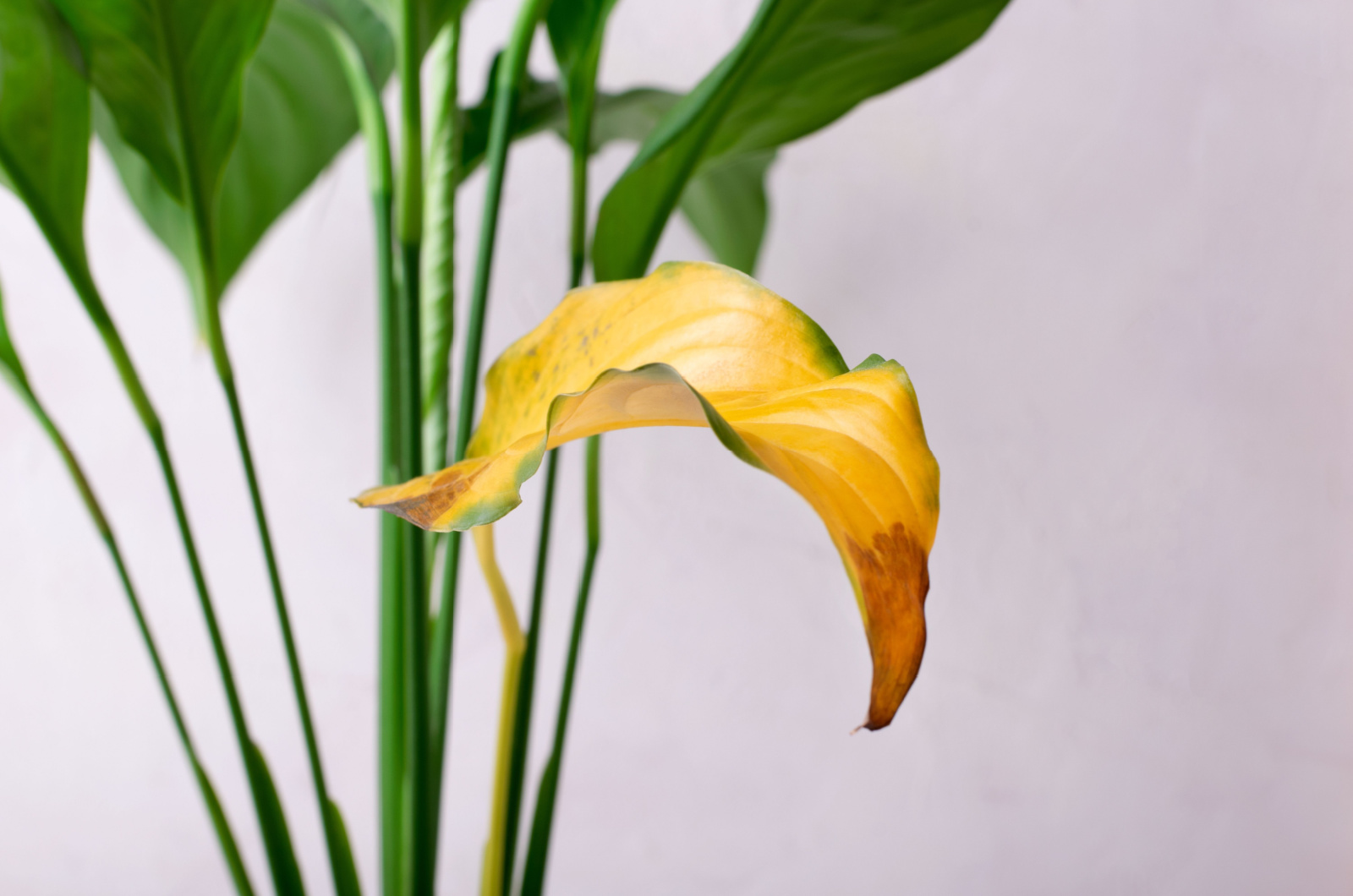 yellow leaf of peace lily