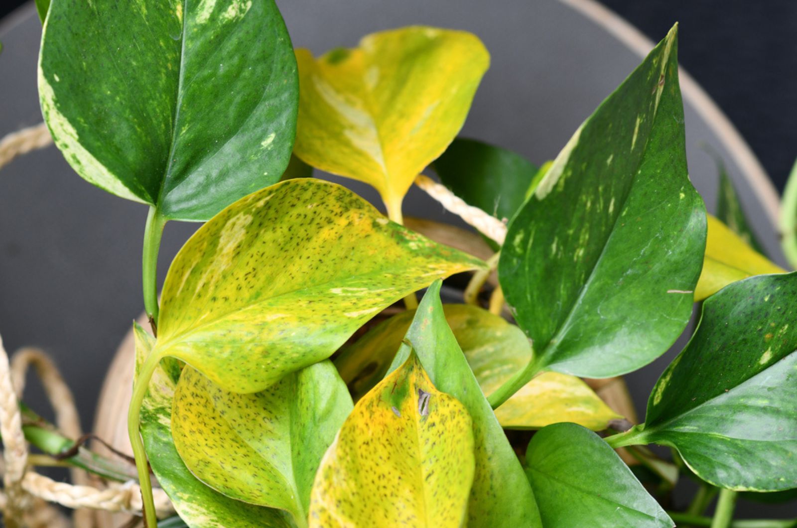 yellow leaves of golden pothos plant