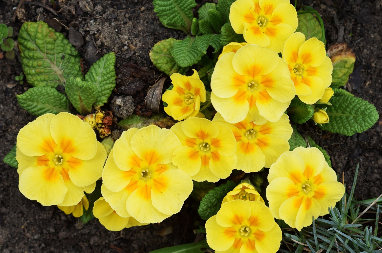 yellow primrose flowers