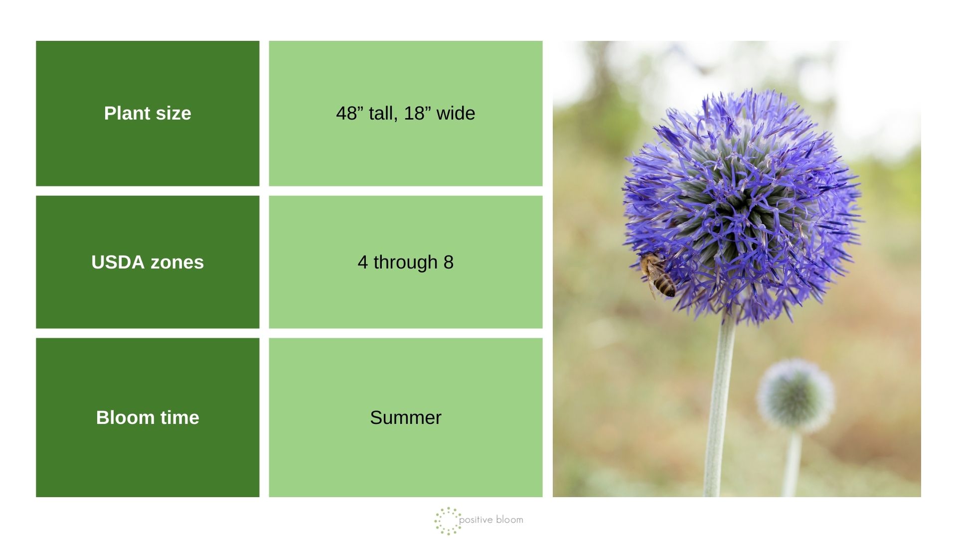 ‘Blue Glow’ Globe Thistle (Echinops Banaticus)