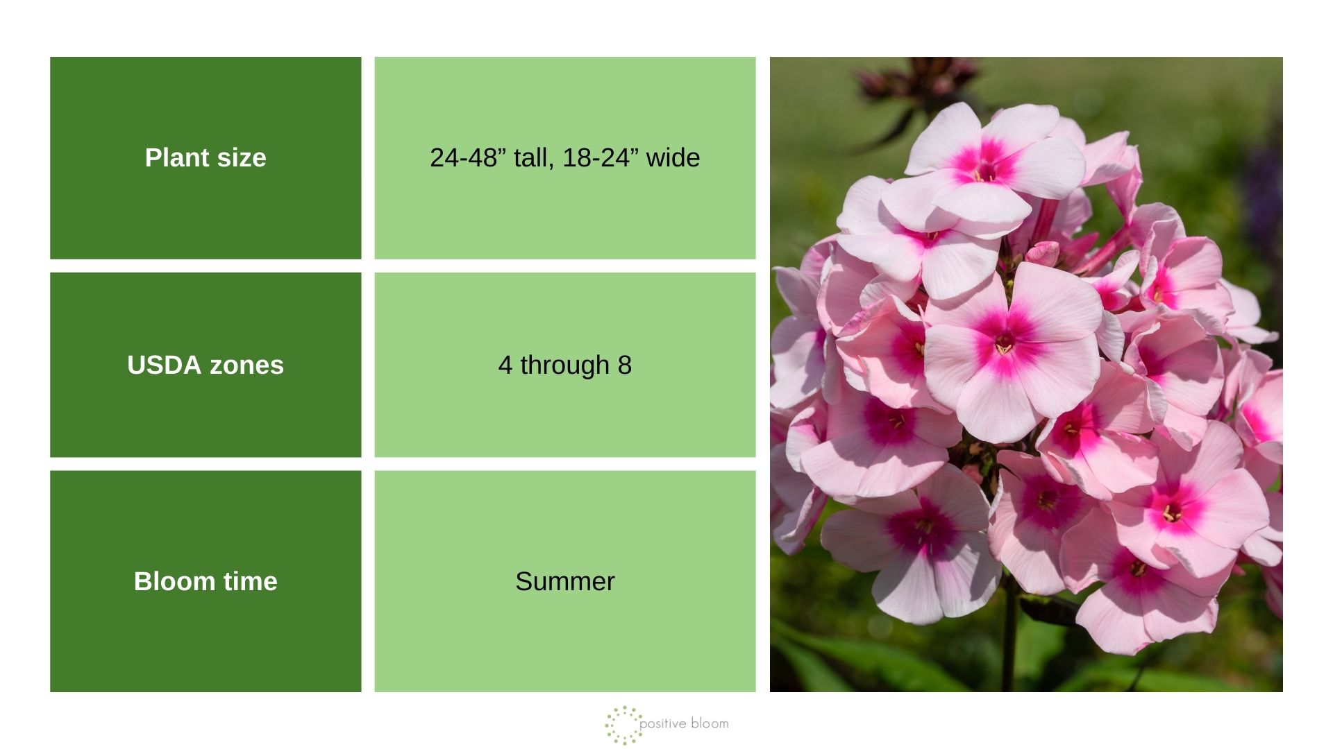 ‘Blue Paradise’ Tall Phlox (Phlox Paniculata)