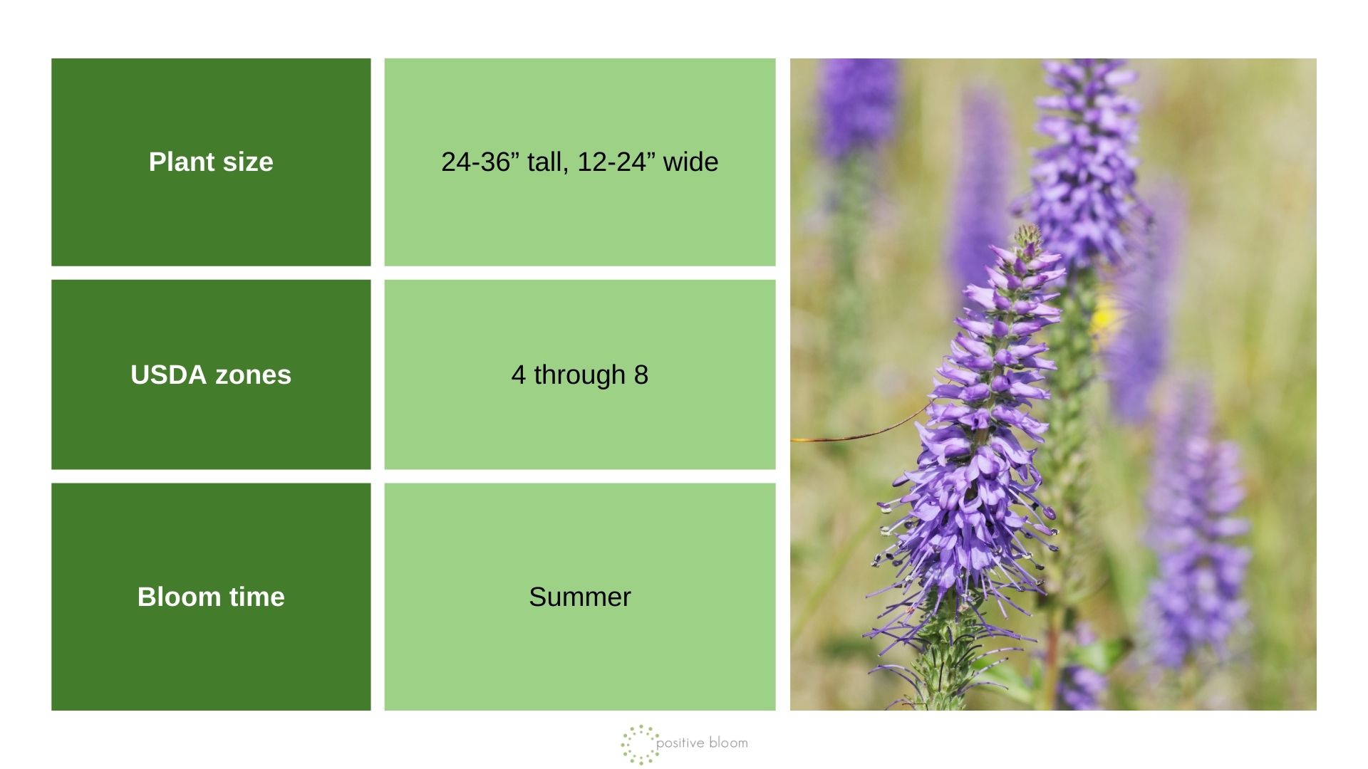 ‘Pink Marshmallow’ Spike Speedwell (Veronica Longifolia X Spicata)