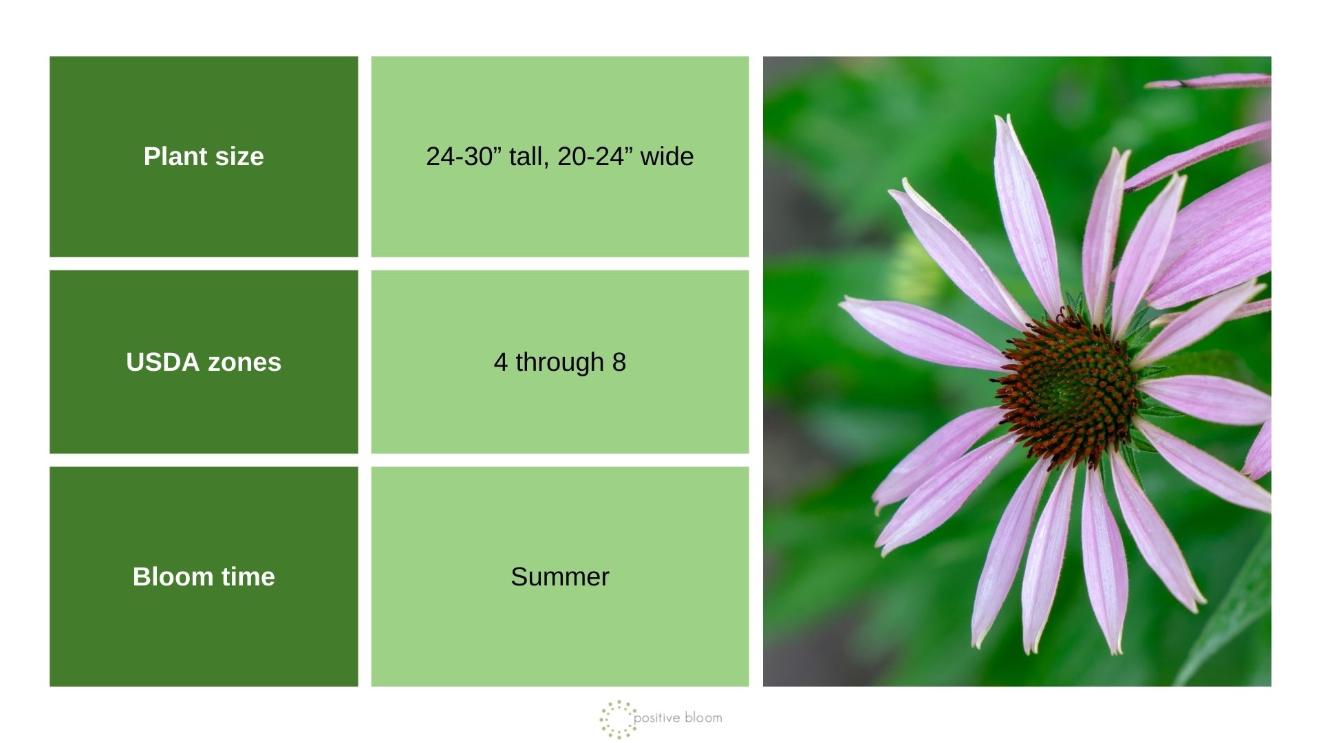 ‘Ruby Giant’ Coneflower (Echinacea Purpurea)