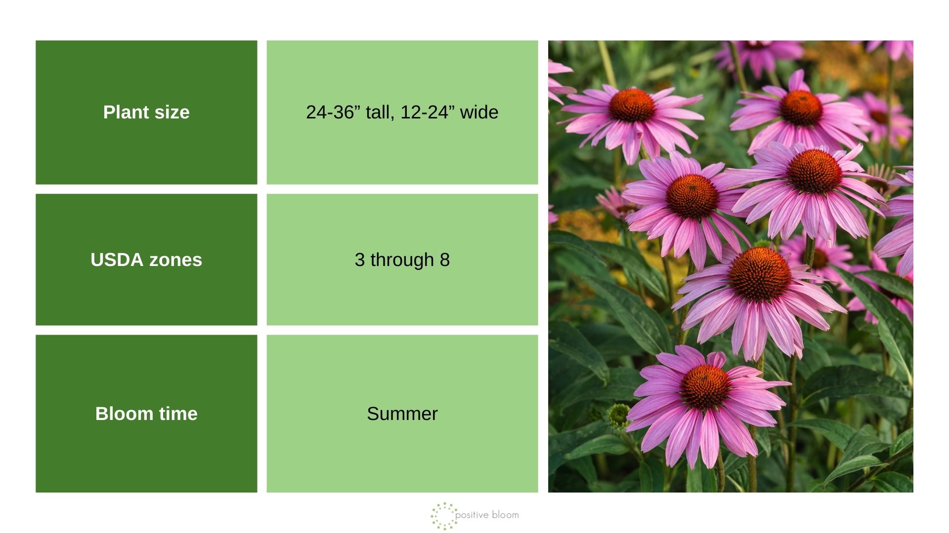 9 Sunloving Perennials For A Beautiful Cutting Garden