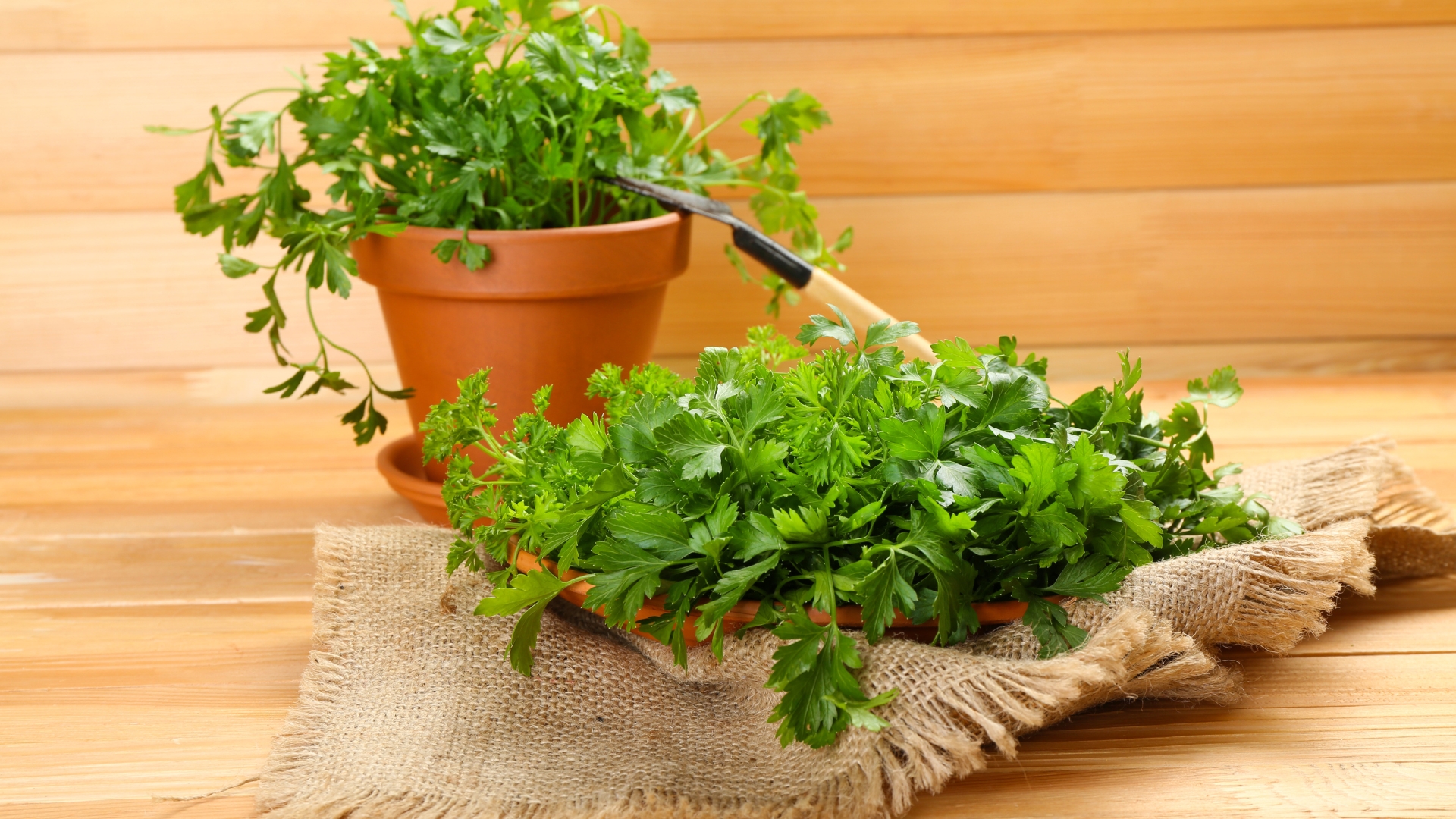 Use These 10 Brilliant Tips For Growing Parsley In Pots And It Will Thrive As Never Before