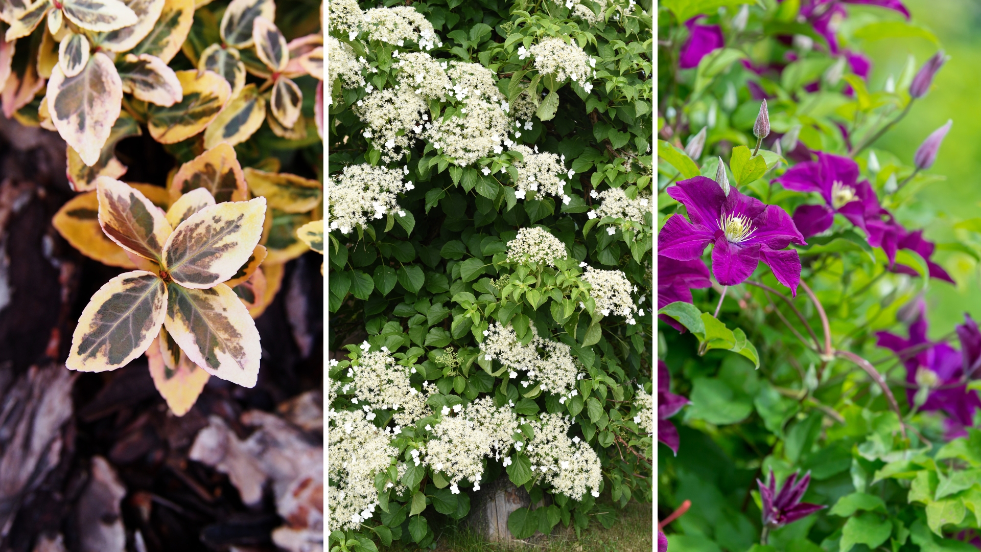 11 Best Plants For North-facing Walls
