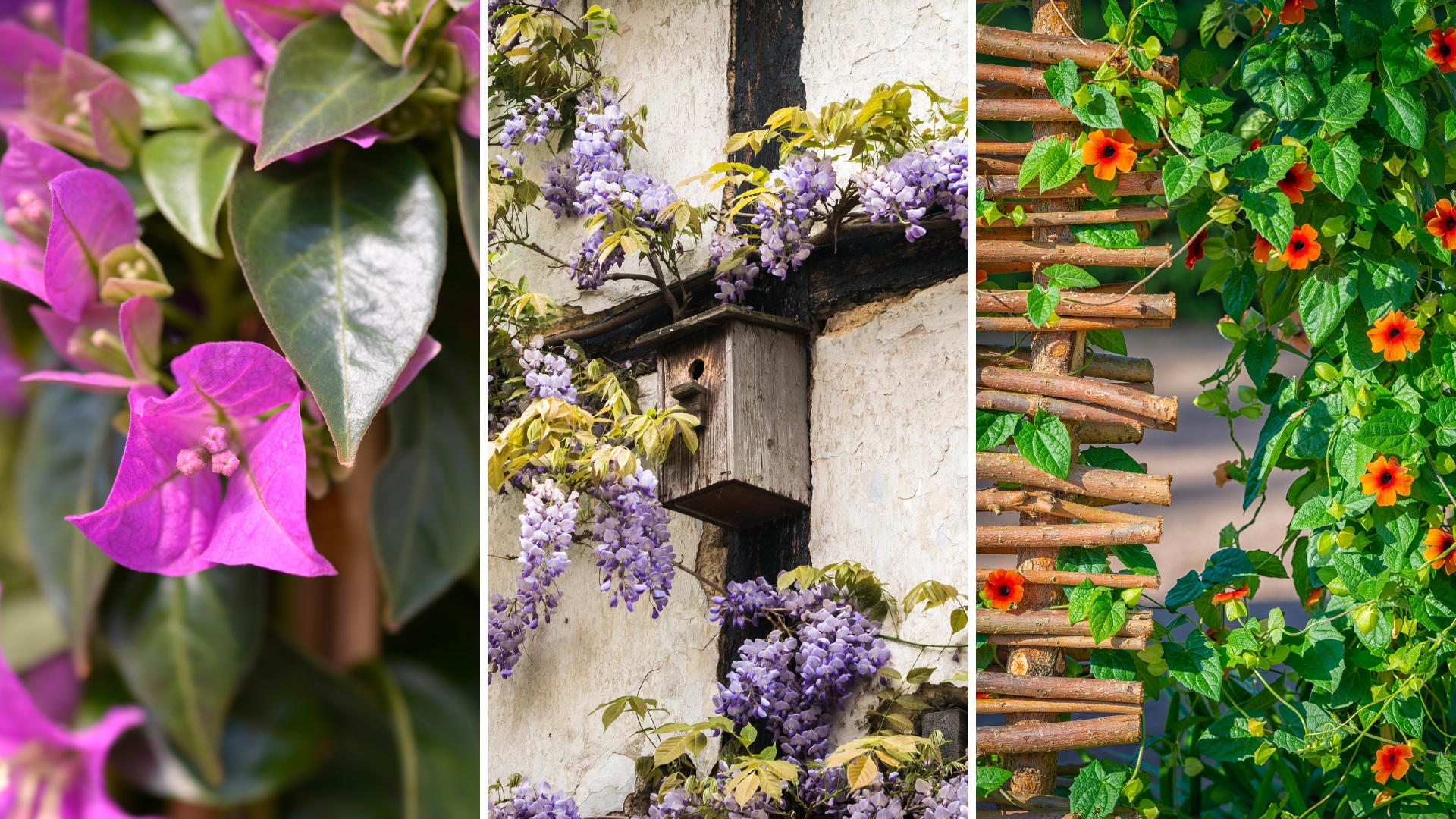 17 Well-behaved Vines For Your Arbors And Trellises