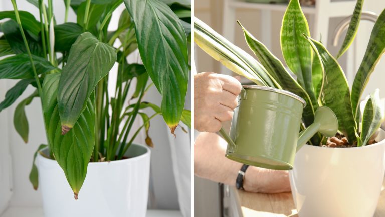 photo of houseplants