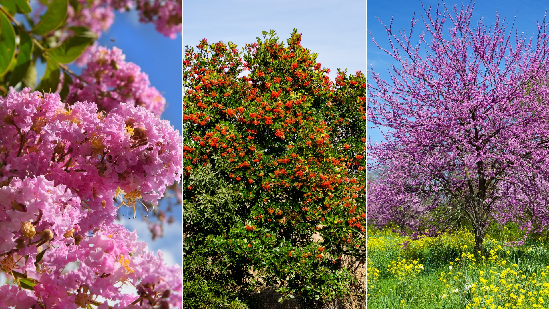 3 Best Trees To Grow In A Tiny Southern California Yard 