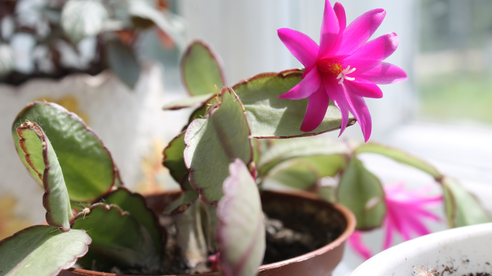 4 Ways To Propagate Easter Cactus