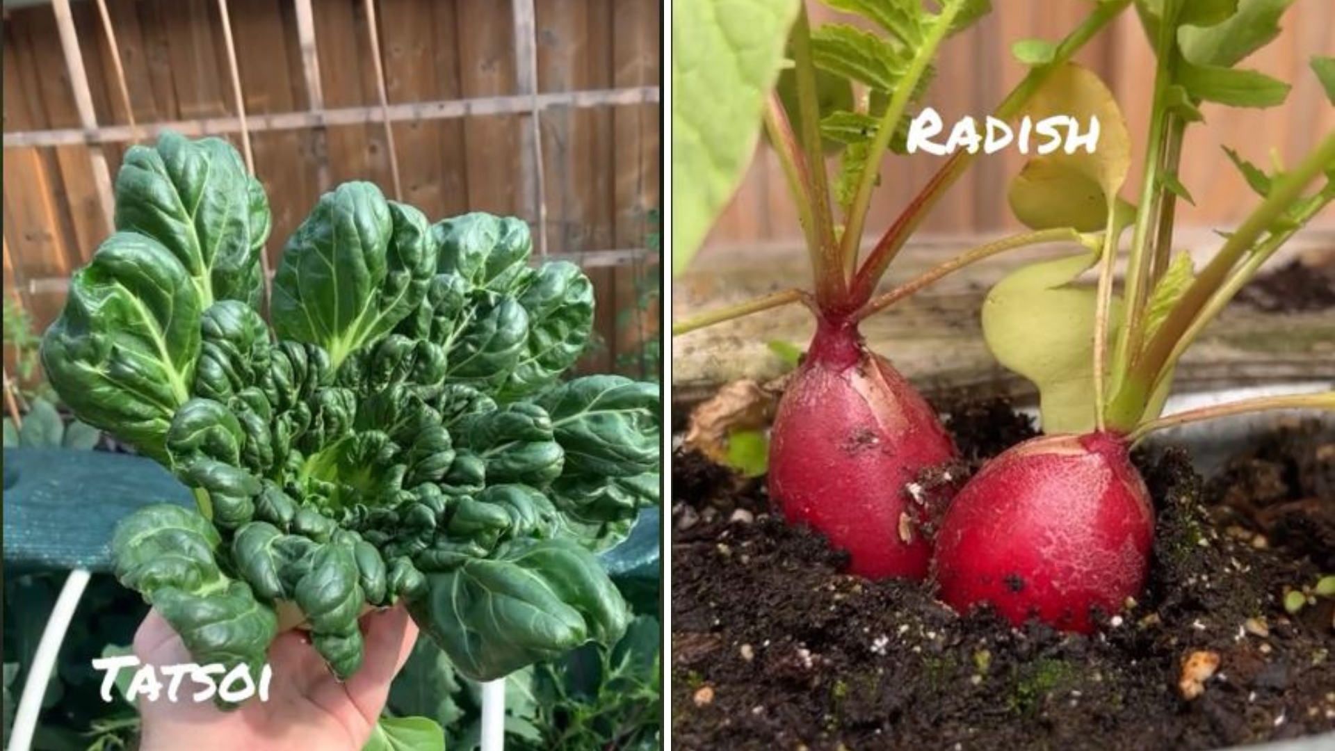 photo of tatsoi and radish vegetable