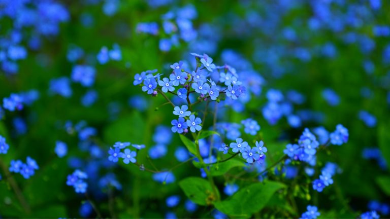 blue flowers