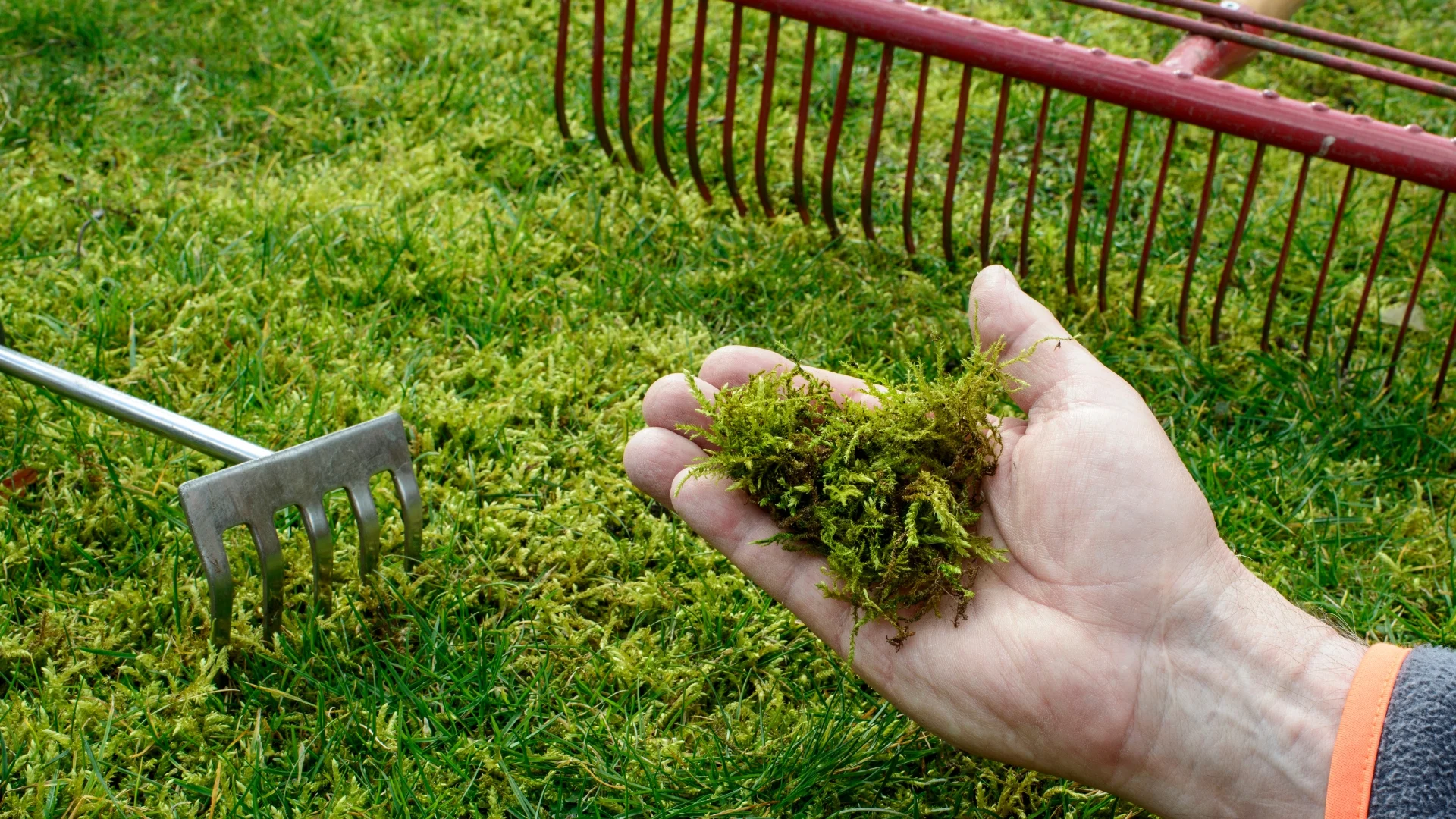hand holding moss