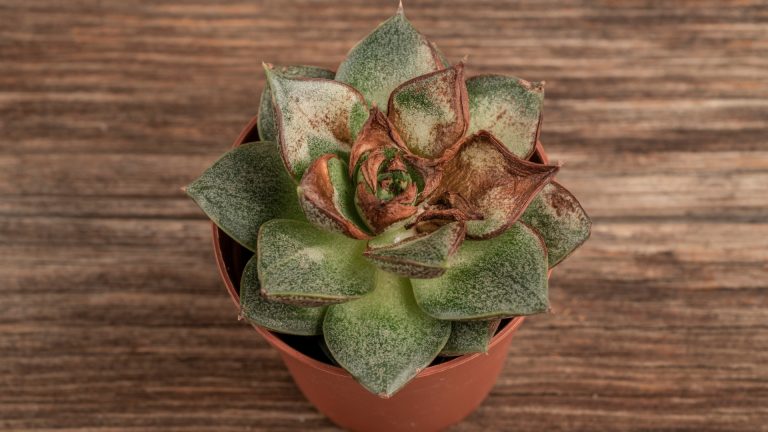Succulent in a pot