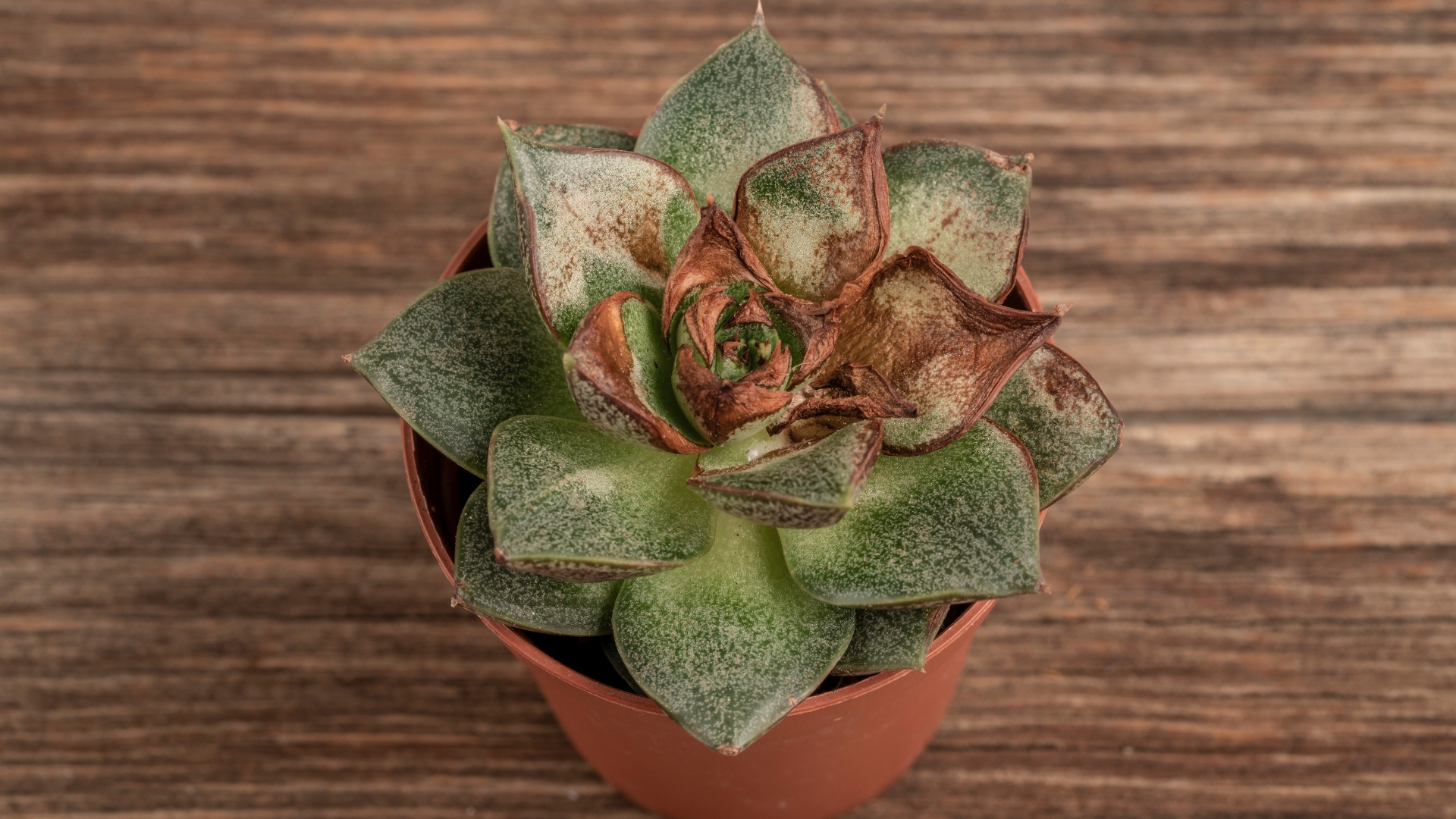 5 Mistakes That Could Ruin Your Succulents