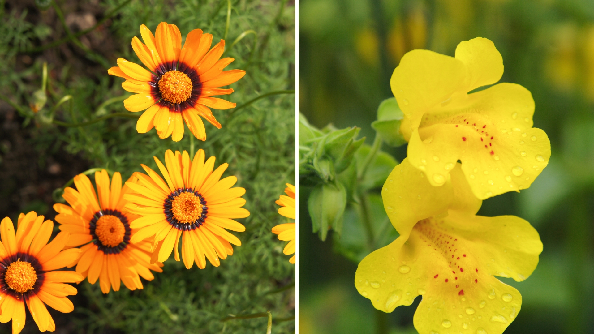 5 New And Unusual Annuals To Try In Your Garden This Summer