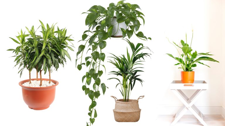 allergy friendly houseplants