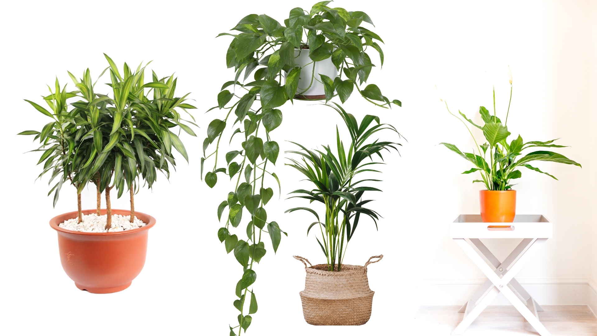 6 Allergy-Friendly Houseplants For Cleaner Air And A Healthier Home
