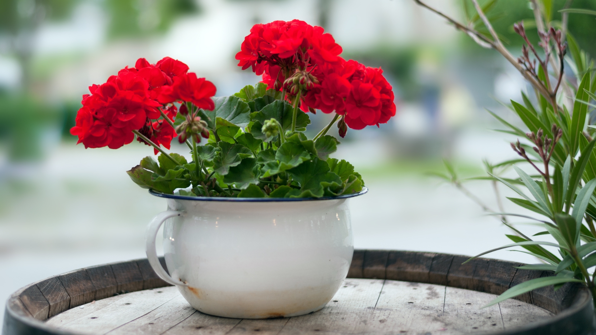 6 Tips For Growing Geraniums In Pots If You’re Short On Space